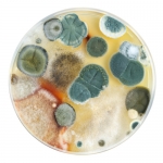 mold colors